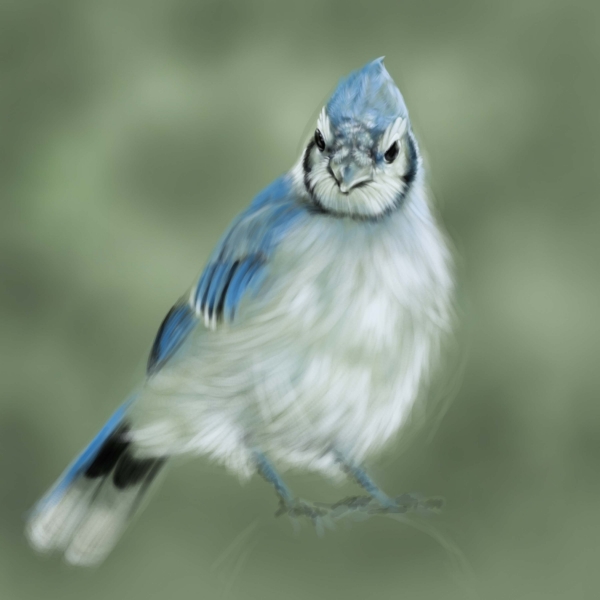 Creation of Little blue bird: Step 9